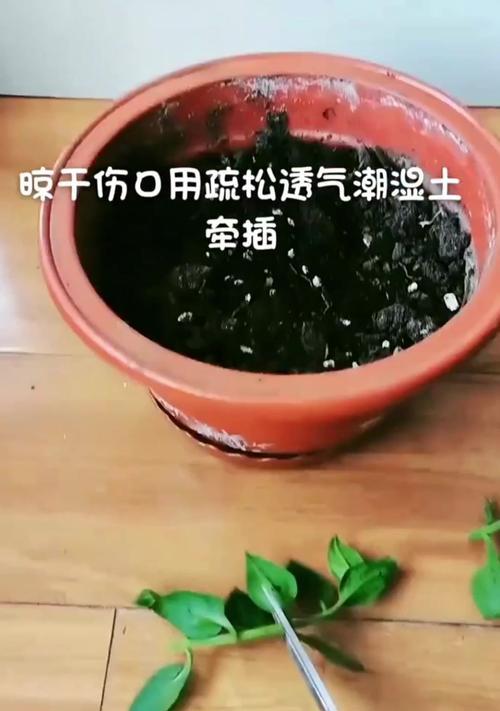 牡丹花修剪枝条的正确方法是什么？