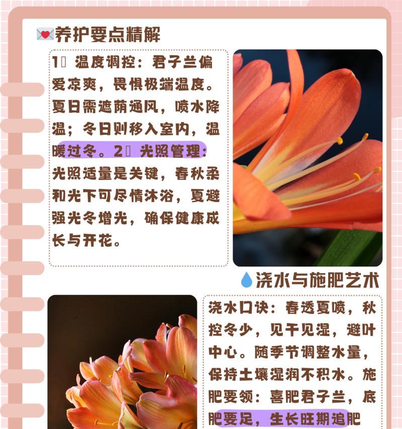 君子兰上盆后浇水的正确方法是什么？