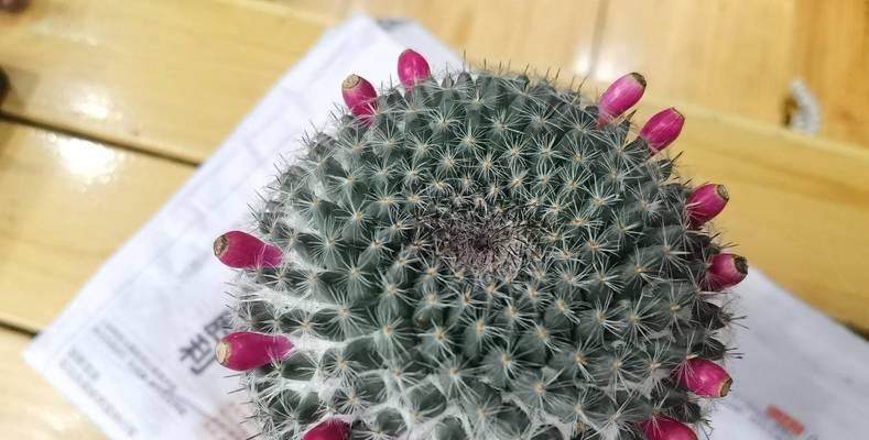 仙人球养护技巧有哪些？如何避免其形状不规则？