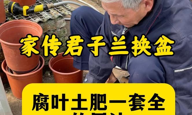 君子兰长叶子需要什么肥料？