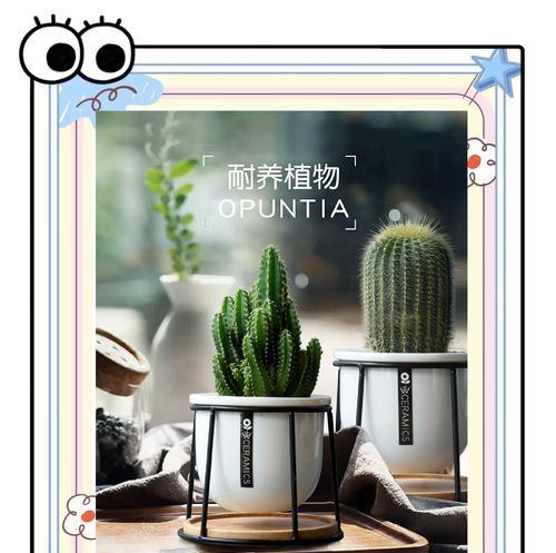 仙人掌绿植金冠的养护要点是什么？