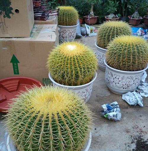 仙人掌绿植金冠的养护要点是什么？