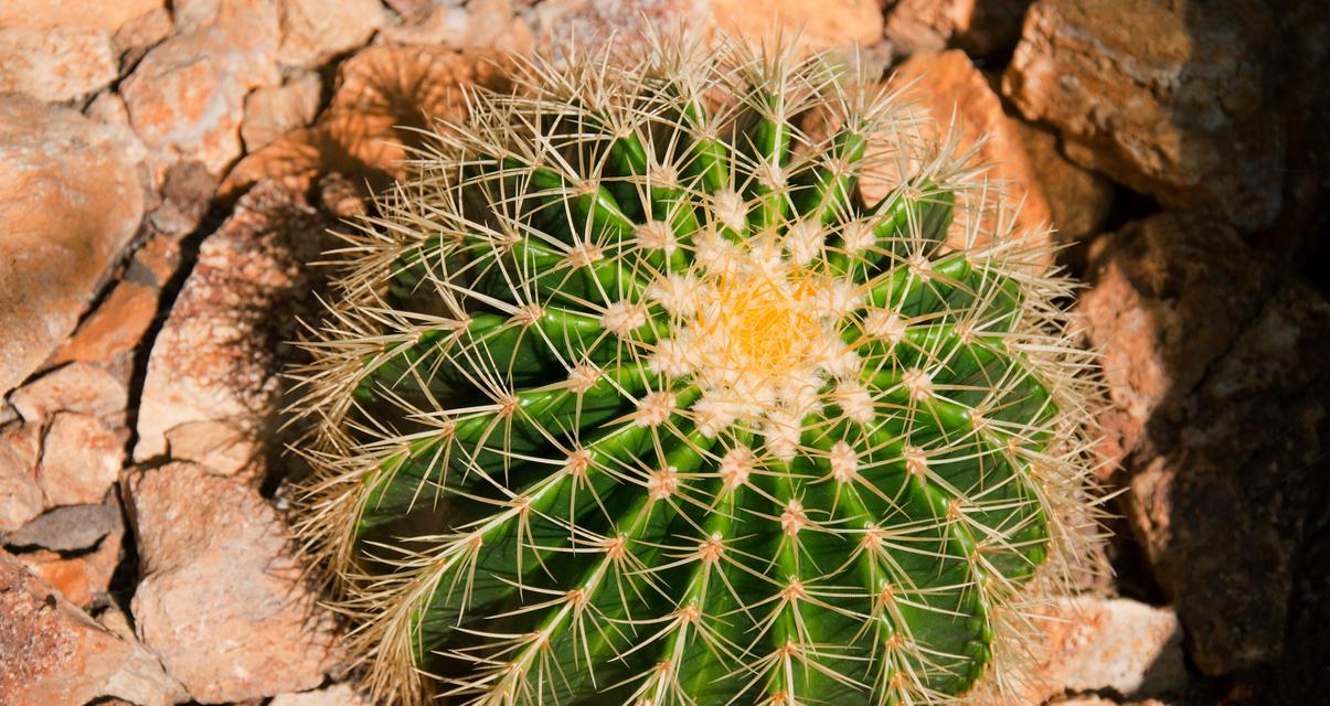 用砂子种植仙人球可行吗？如何正确种植仙人球？