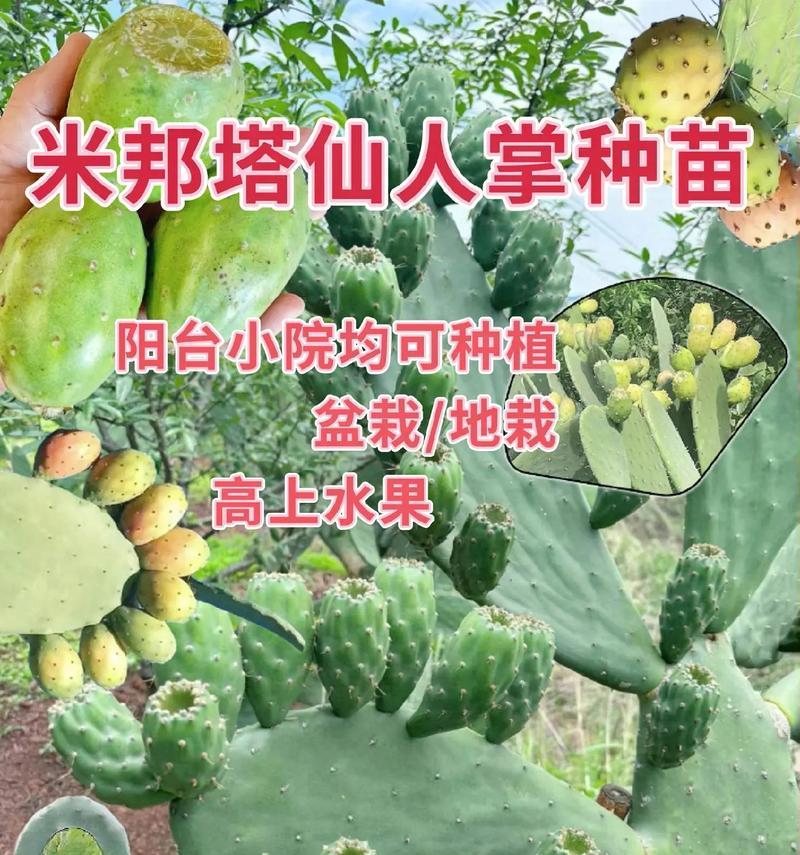 用砂子种植仙人球可行吗？如何正确种植仙人球？