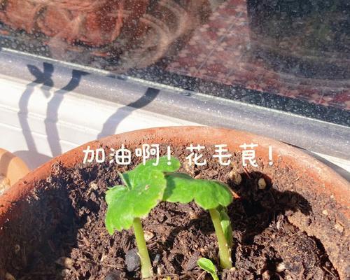 玫瑰花催芽的最快方法是什么？
