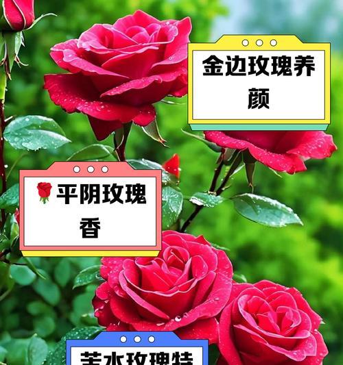 玫瑰花催芽的最快方法是什么？