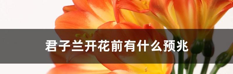君子兰开花喷雾的正确使用方法是什么？使用喷雾后君子兰会有什么变化？