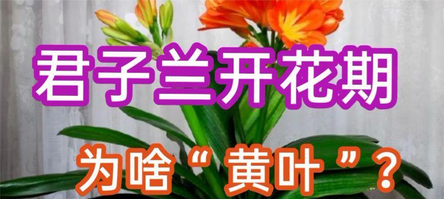 君子兰开花喷雾的正确使用方法是什么？使用喷雾后君子兰会有什么变化？