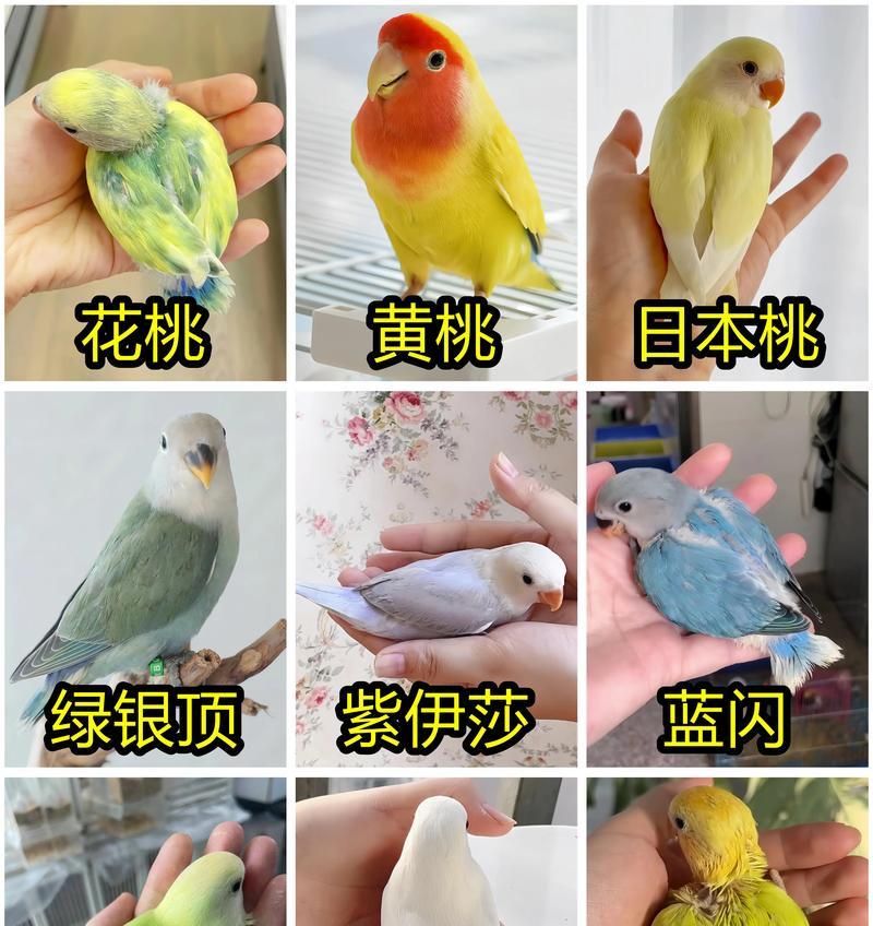 大熊猫牡丹花怎么养的好？有哪些养护技巧？