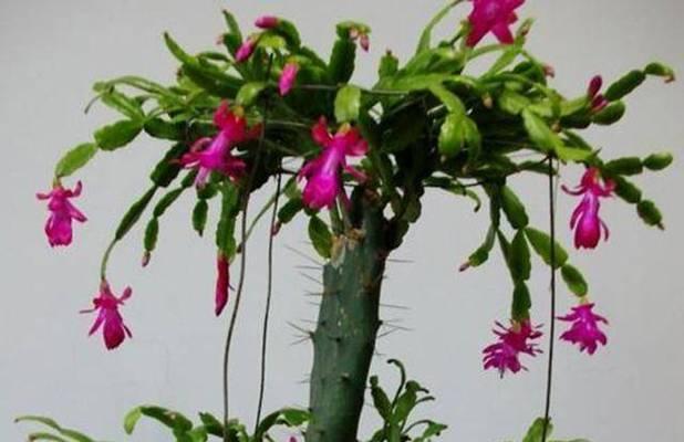 菊花仙人掌是否有叶片？如果有，应该如何养护？