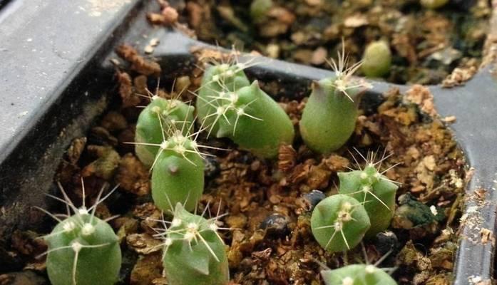 仙人球种植时应选择哪种土壤？