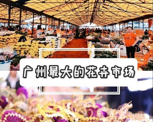 郑州花卉市场玫瑰花价格是多少？