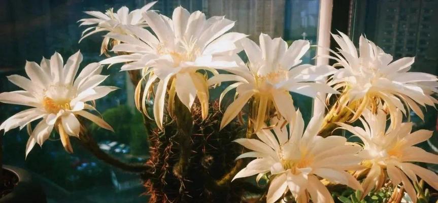 水养植物室内仙人球怎么养？有哪些注意事项？
