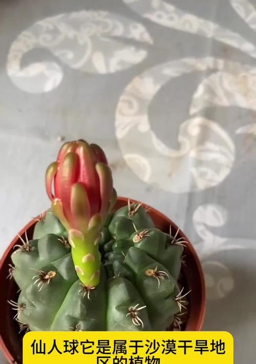 水养植物室内仙人球怎么养？有哪些注意事项？