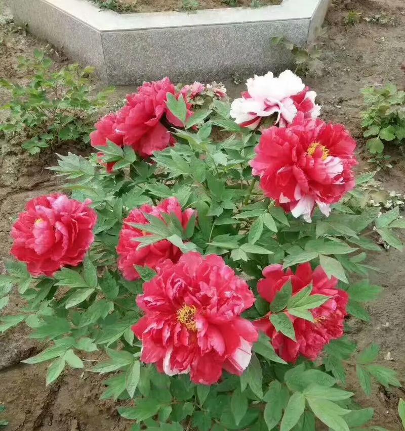 冬季如何正确养护盆栽牡丹花？