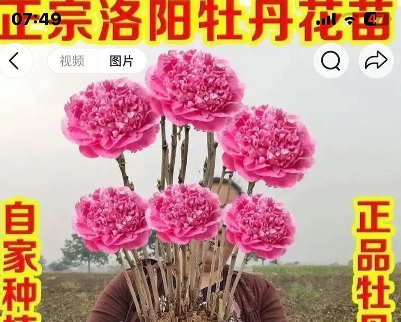 牡丹花春天发芽带花苞怎么办？如何促进其健康生长？