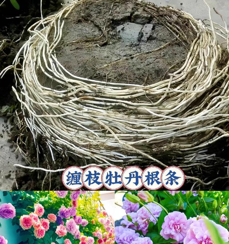 牡丹花发芽期修剪枝条的正确方法是什么？