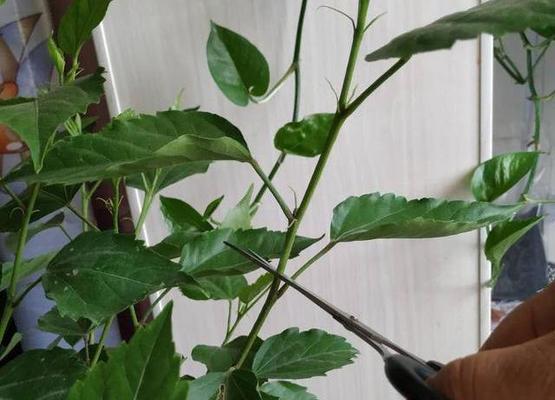 牡丹花发芽期修剪枝条的正确方法是什么？