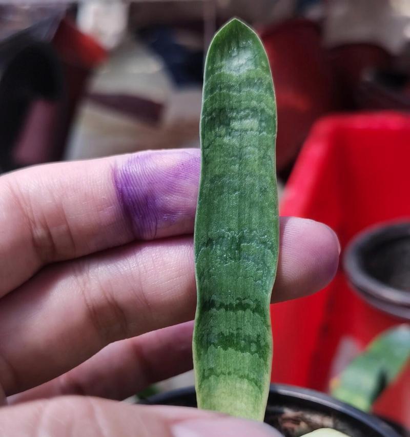 毛佛光君子兰的培养方法？如何培育出这种品种？
