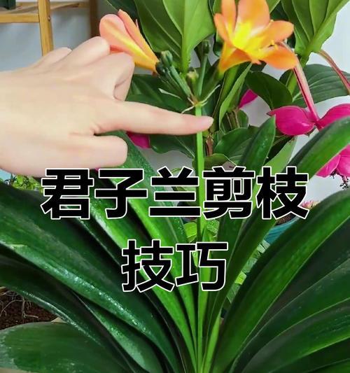 君子兰常青藤的养护和浇水方法是什么？如何保持常青？