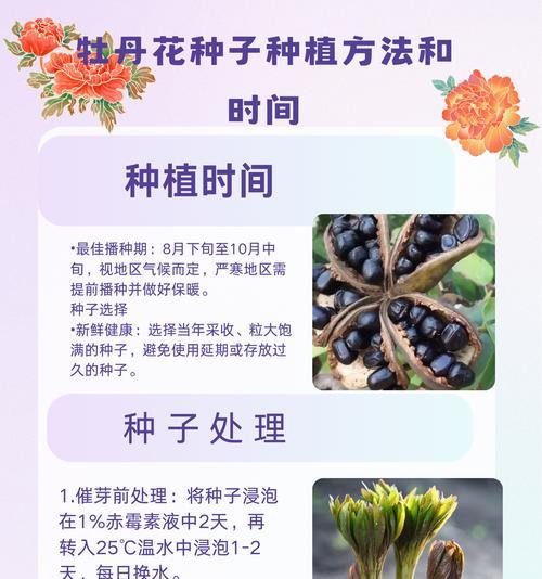 仙人球牡丹扦插的最佳方法是什么？成功率高吗？