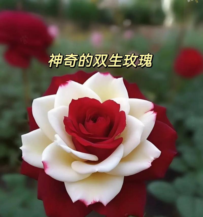 玫瑰花与月季花的主要区别是什么？它们的养护方法有何不同？