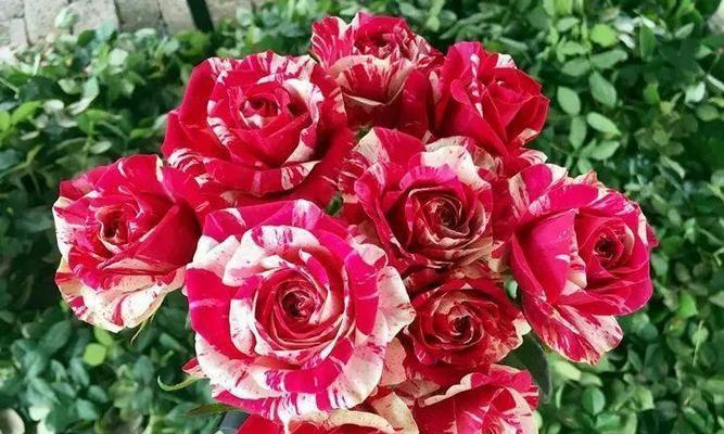 玫瑰花与月季花的主要区别是什么？它们的养护方法有何不同？
