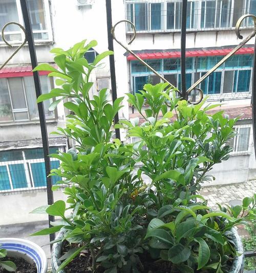 桂花和仙人掌的养护方法有何不同？如何正确种植？