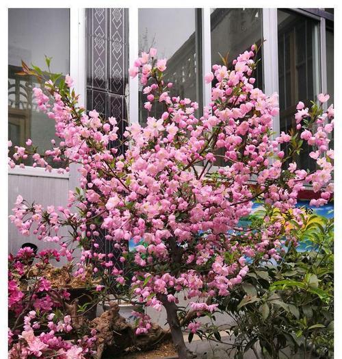 牡丹花小辣椒养护需要注意什么？