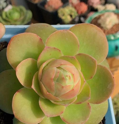 玫瑰花属于哪一类植物？