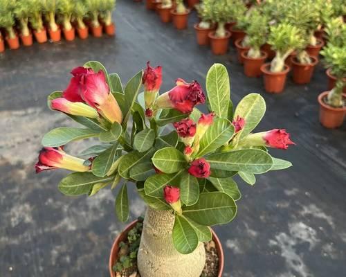 玫瑰花属于哪一类植物？