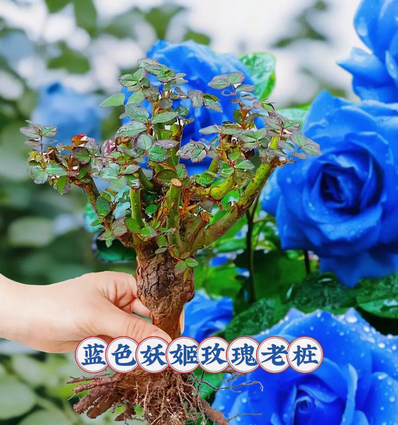 玫瑰花黑金苗养护技巧有哪些？如何保持健康生长？