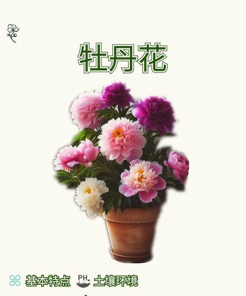 特大朵牡丹花养护管理要点是什么？