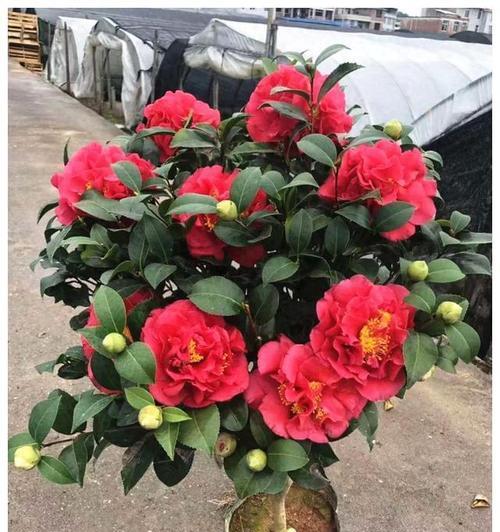 红色牡丹花种植方法是什么？
