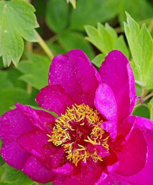 红色牡丹花种植方法是什么？