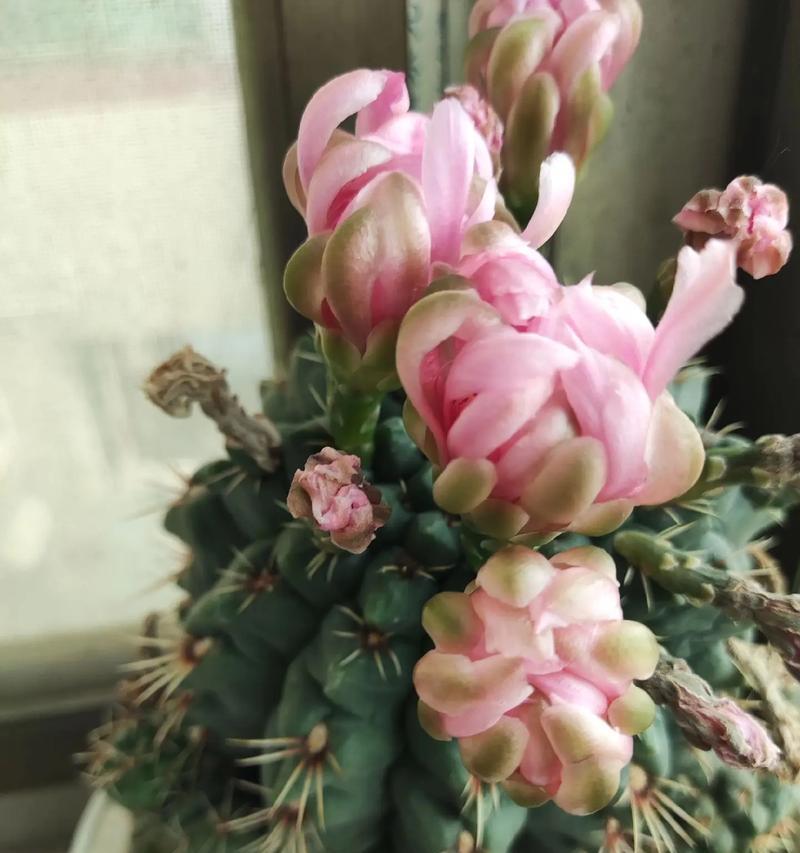 仙人球开花47朵是正常现象吗？可能的原因是什么？