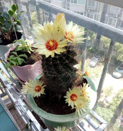 仙人球开花47朵是正常现象吗？可能的原因是什么？