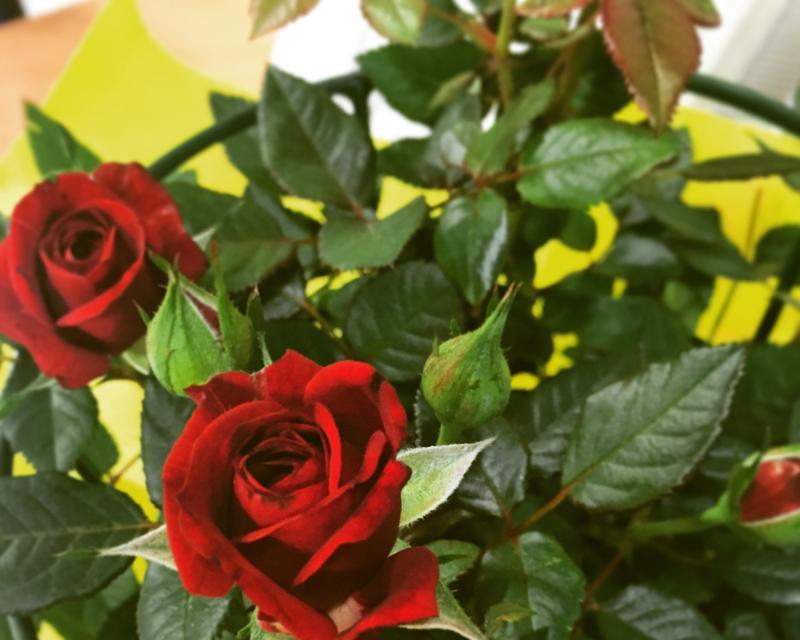 玫瑰花叶形状不正常是什么原因？