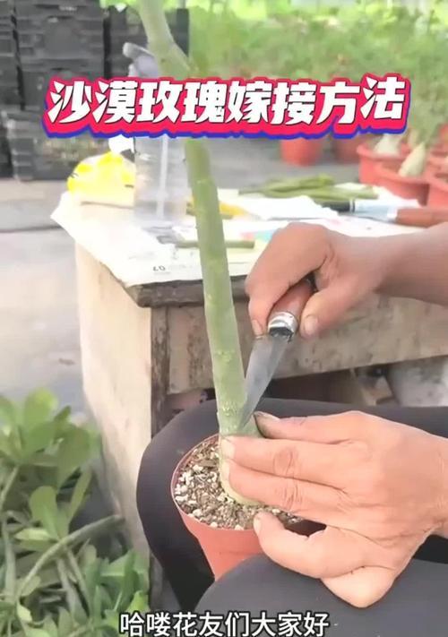 带刺玫瑰花嫁接技巧有哪些？