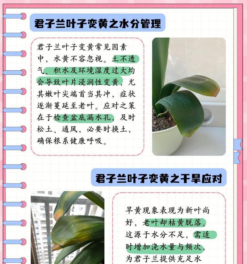 老君子兰重新养殖需要注意哪些要点？