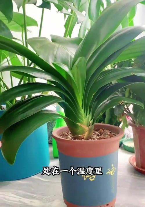 老君子兰重新养殖需要注意哪些要点？
