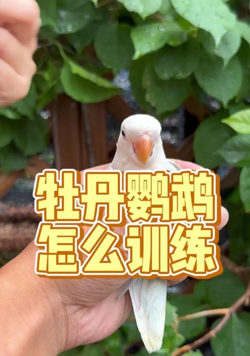如何从雏鸟开始养护牡丹花？