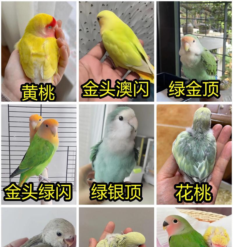 如何从雏鸟开始养护牡丹花？