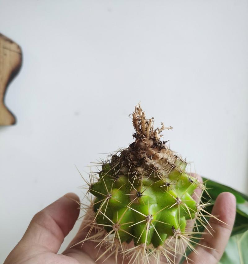 水培野生仙人掌的方法是什么？需要注意哪些问题？