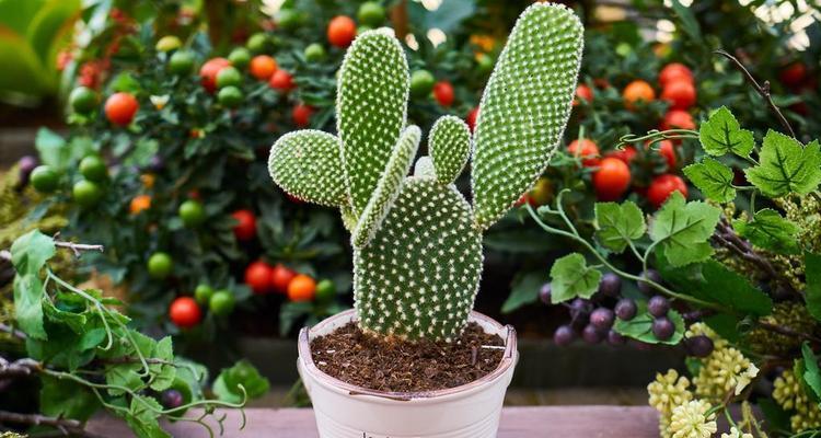 家用仙人掌花盆种植需要注意什么？如何保证成活率？