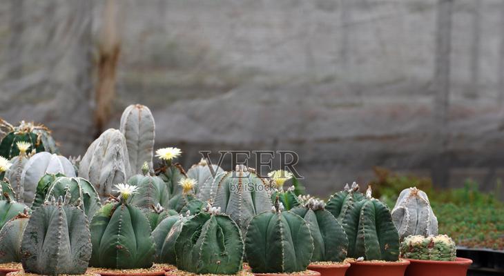 家用仙人掌花盆种植需要注意什么？如何保证成活率？
