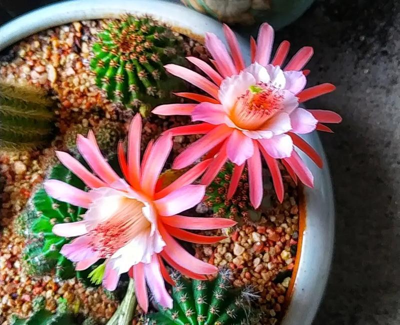 寻仙园仙人球的种植方法是什么？如何正确种植仙人球？