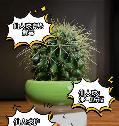 寻仙园仙人球的种植方法是什么？如何正确种植仙人球？