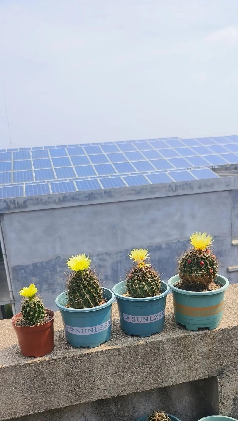 寻仙园仙人球的种植方法是什么？如何正确种植仙人球？