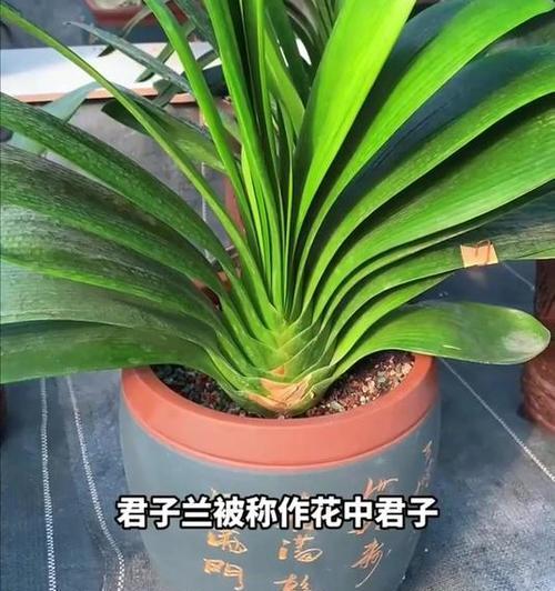 大富君子兰盆景的养护要点是什么？